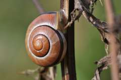 Cepaea hortensis